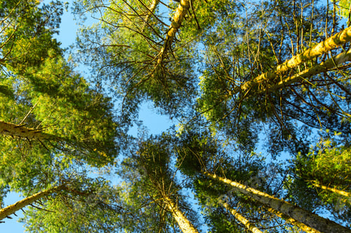 Preview: Looking Up Green Summer Trees Forest Background, Blue Sky