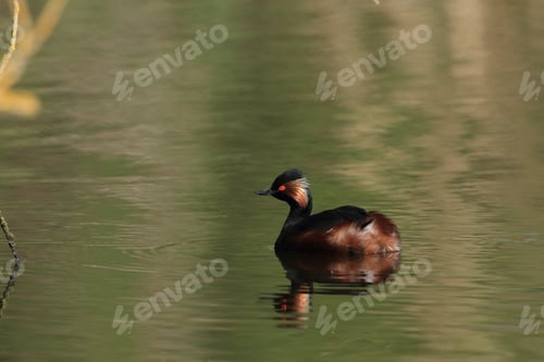 Preview: Black-Necked Grebe (Podiceps Nigricollis) Baden Württemberg Germany