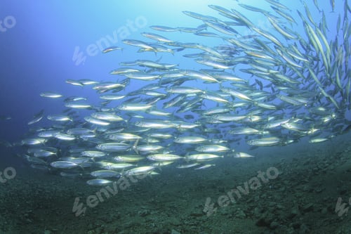 Preview: School Of Mackerel Fish In The Ocean