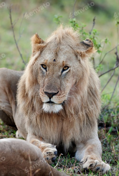 Preview: Male African Lion In The Maasai Mara National Park, Kenya