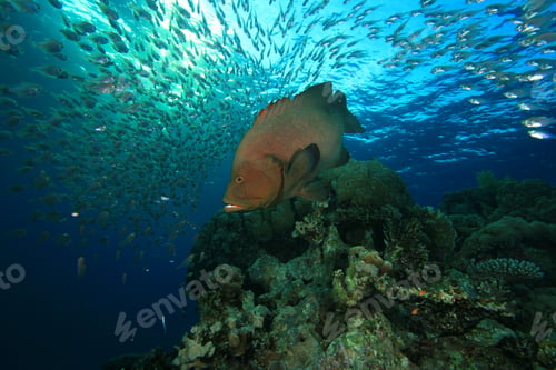 Preview: Redmouth Grouper Hunting A Shoal Of Glassfish On A Coral Reef