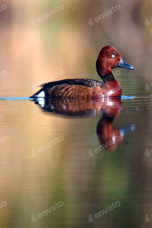 Preview: Swimming Duck. Natural Lake Habitat Background. Bird: Ferruginous Duck. Aythya Nyroca.