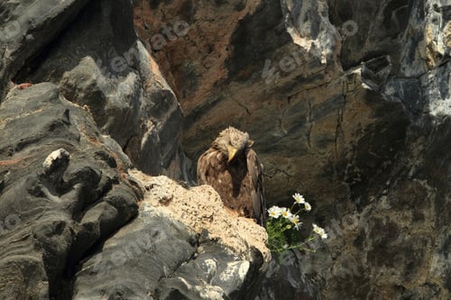 Preview: White-Tailed Sea Eagle (Haliaeetus Albicilla) Norway.