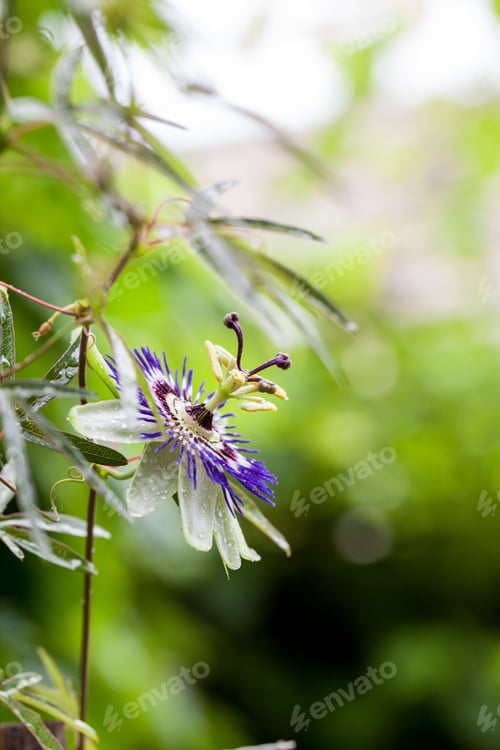 Preview: Passion Flower (Passiflora Incarnata) With Details