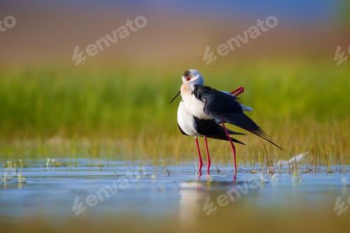 Preview: Romantic Birds. Blue Green Nature Background Black Winged Stilt