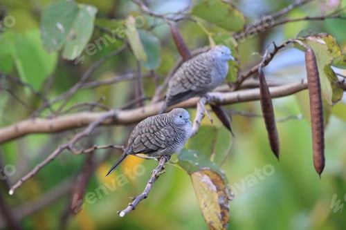 Preview: Zebra Dove Perching On The Tree Branch Big Island Hawaii