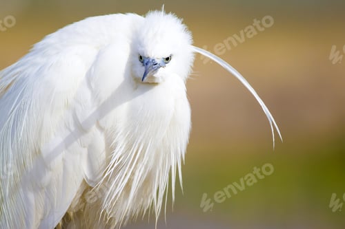 Preview: Beautiful White Heron. Colorful Nature Background. Heron: Little Egret. Egretta Garzetta.