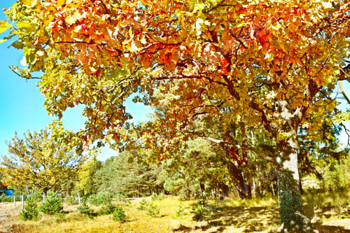 Preview: Autumn Landscape With Colorful Bright Trees. Indian Summer