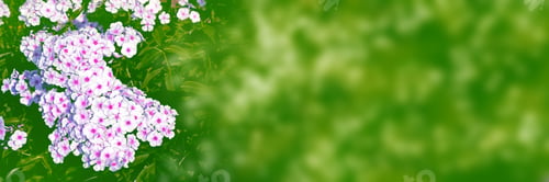 Preview: Colorful Phlox Flowers On A Background Of The Autumn Landscape