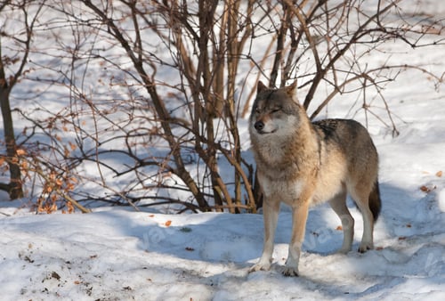 Preview: Wolves In The Bavarian Forest National Park, Bavaria, Germany
