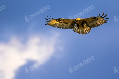Preview: Bird Of Prey. Flying Buzzard. White Clouds And Blue Sky Background. Bird: Long Legged Buzzard