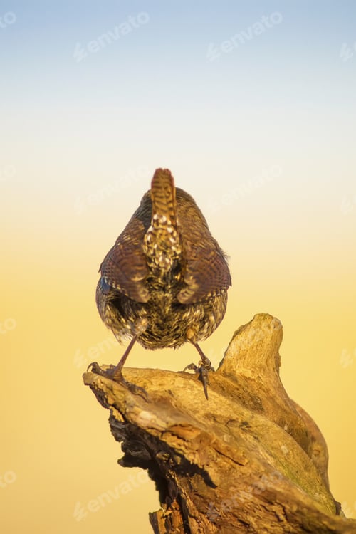 Preview: Cute Little Bird Blue Yellow Nature Background. Bird: Eurasian Wren. Troglodytes Troglodytes.