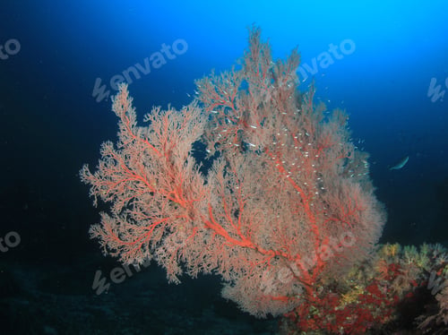Preview: Coral Reef And Fish. Underwater Ocean