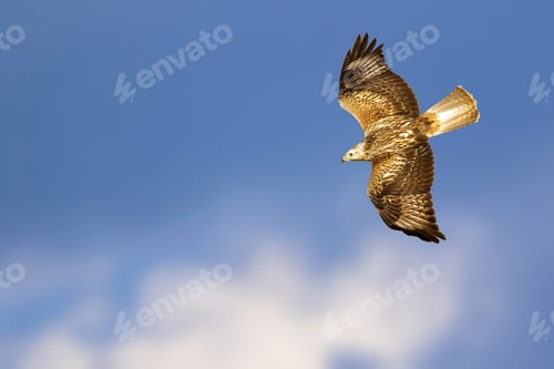 Preview: Bird Of Prey. Isolated Bird. Blue Sky Background. Long Legged Buzzard. Buteo Rufinus.