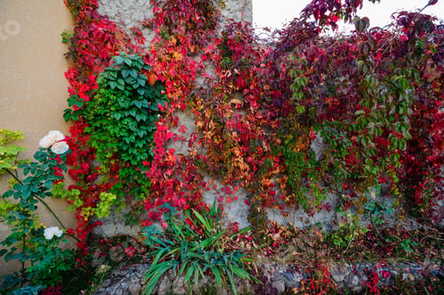Preview: Virginia Creeper Climbing Up A Wall