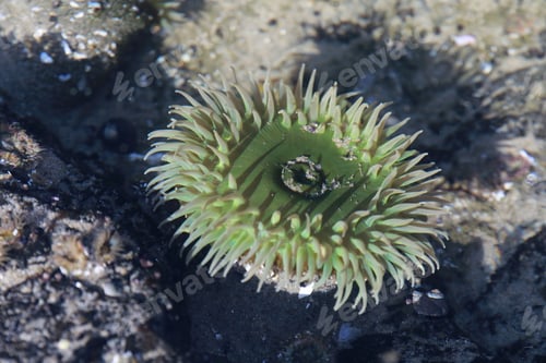 Preview: A Tidal Pool Filled With Sea Anemones And Mussels On The West Coast Oregon Usa