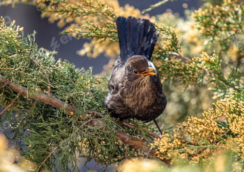 Preview: Starling Close-Up, Sitting On A Green Tree.