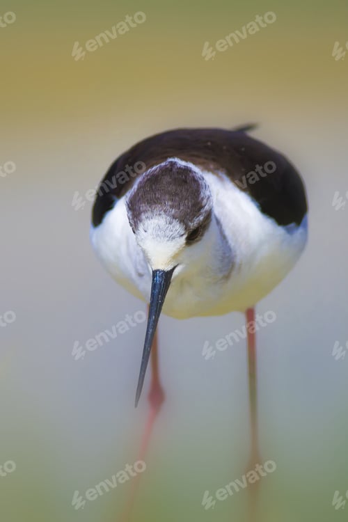 Preview: Cute Bird And Nature. Black Winged Stilt Himantopus Himantopus