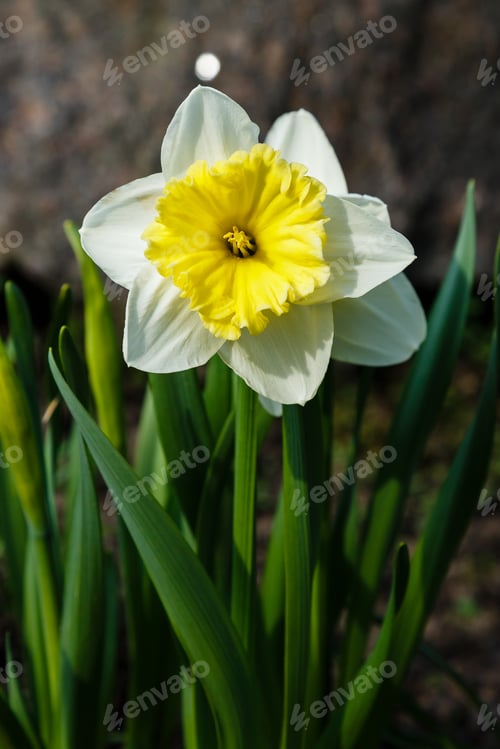 Preview: Narcissus Flowers (Narcissus Hybrid) In Spring Garden
