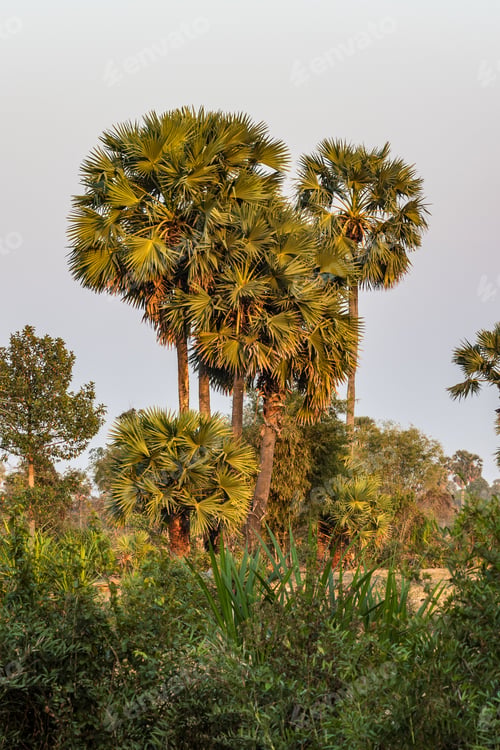 Preview: Beautiful Countryside View In Tropical Rural District, Siem Reap, Cambodia