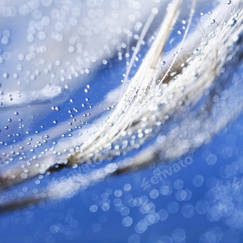 Preview: Blue Underwater Dandelion Seeds With Bubbles