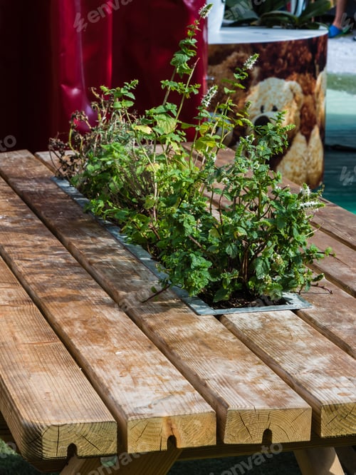 Preview: Wodden Table With Green Plants Inside