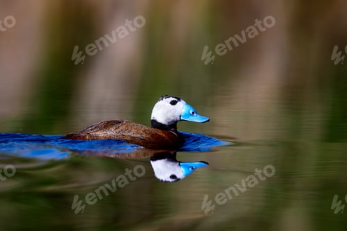 Preview: Duck Swimming In Lake. Cute Blue Billed Duck. Green Water Reflections. Green Nature Background