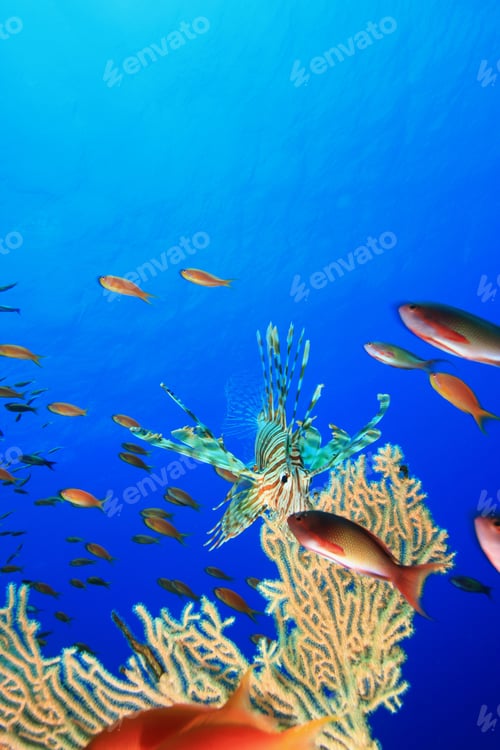 Preview: Lionfish Hunts Lyretail Anthias