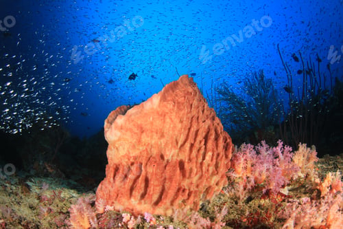 Preview: Underwater Coral Reef And Fish In Ocean