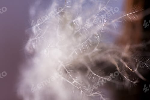 Preview: Fluffy Dried Seed From A Wild Plant - In The Field With Natural Background