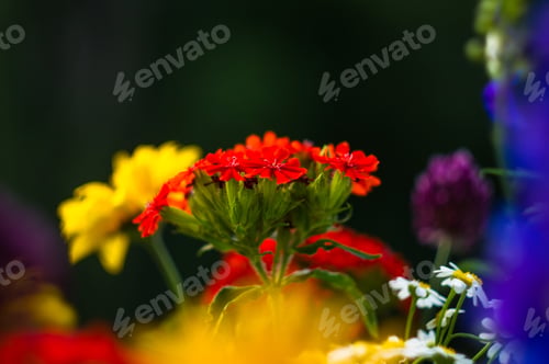 Preview: A Bouquet Of Bright Spring Flowers Of Various Types