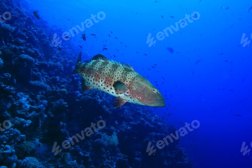 Preview: Red Sea Coral Grouper (Plectropomus Pessuliferus)