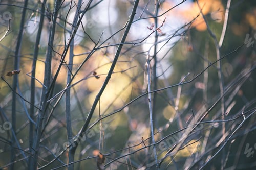 Preview: Autumn Colored Forest Leaves Against The Sun In Woods - Vintage Film Effect