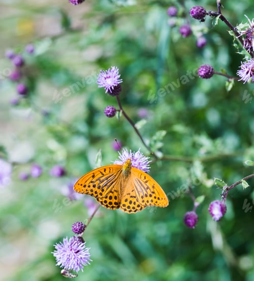 Preview: Butterfly In Nature