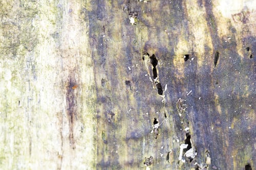 Preview: Remains Of An Old Tree Trunk Without Bark Tree Eaten By Wood Worms With Worm Traces