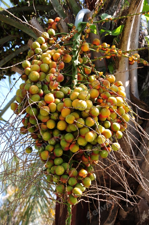 Preview: Bunch Of Dates On The Palm Tree