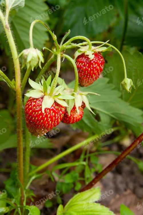 Preview: Ripe Berries And Foliage Strawberry. Fresh Strawberries That Are Grown Organic Farm. Strawberries