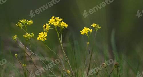 Preview: Bugs On Yellow Flowers