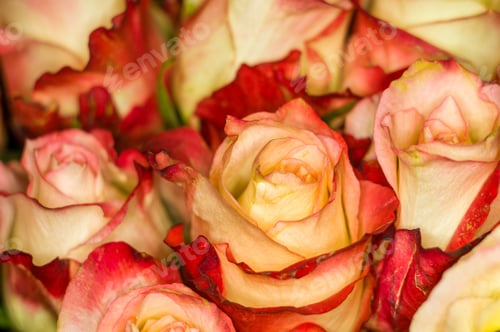 Preview: Beautiful Large Bouquet Of Yellow-Red Roses. Nature. Close Up, Selective Focus