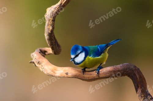 Preview: Cute Little Bird On Dry Branch. Yellow Green Nature Background.