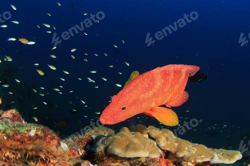 Preview: Underwater Coral Reef And Fish