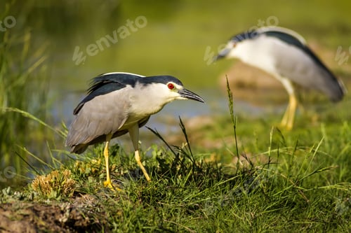Preview: Nature And Bird. Heron: Black Crowned Night Heron. Green Nature Background.