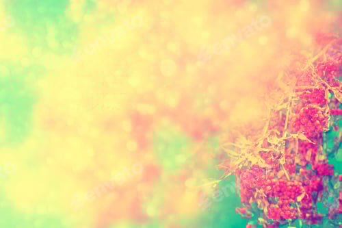 Preview: Rowan Berries, Sorbus Aucuparia, Tree Mountain Ash. Autumn Landscape With Bright Colorful Foliage