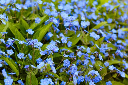 Preview: Navelwort Or Omphalodes Linifolia Blue Flowers In Spring Garden. Opmhalodes Vesna Moench Variety
