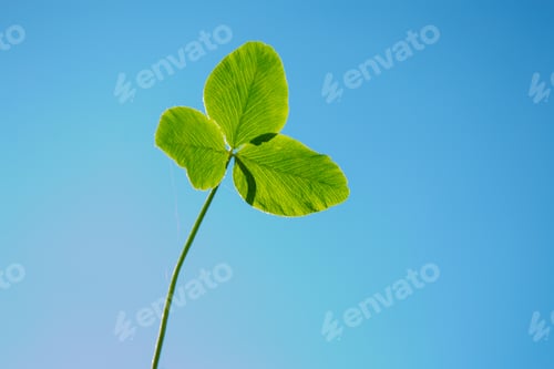 Preview: Green Clover Leaves On A Background Summer Landscape. St.Patrick 'S Day