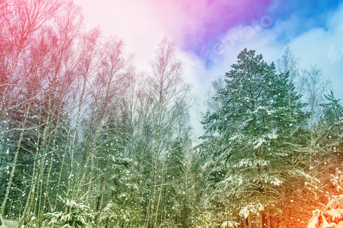 Preview: Frozen Winter Forest With Snow Covered Trees.