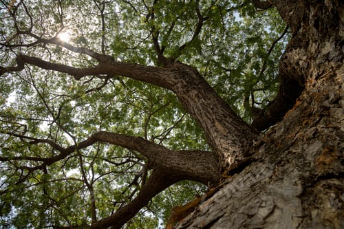 Preview: Tree Roots, Sukhothai Historical Park, Thailand. Trees In The Sukhothai Historical Park, Thailand.