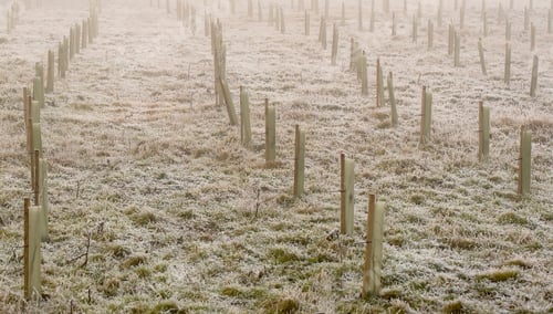 Preview: Tree Stakes In A Frosty Foggy Field