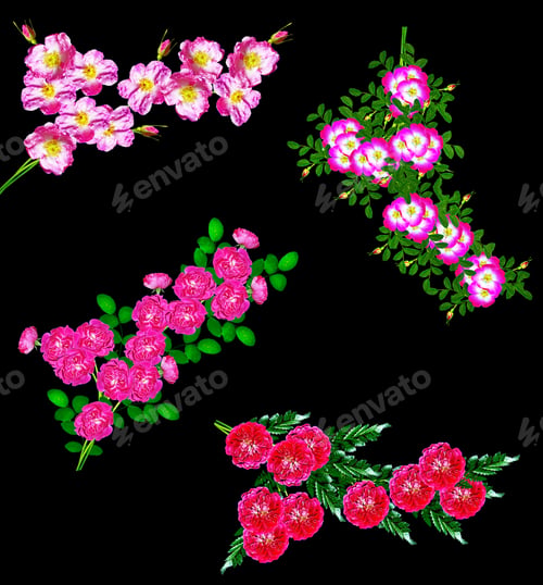 Preview: Dog Rose (Rosa Canina) Flowers On A Black Background