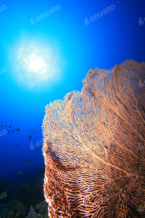 Preview: Giant Sea Fan Coral (Annella Mollis)